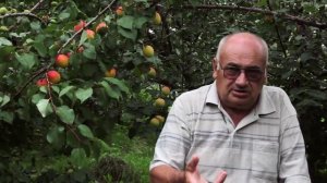 Что такое корневая шейка плодового дерева. Как найти корневую шейку.