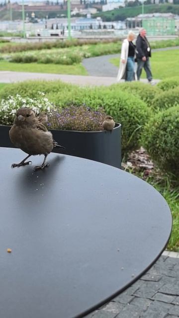 2025г. Сидим с воробьем за столом. Ф