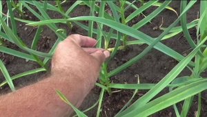 О выращивании чеснока, очень подробно, практический опыт.