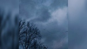 Мой первый ноябрьский фильм " Птицы летят на юг"