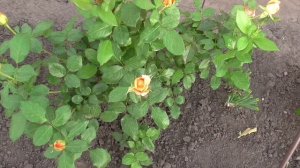 Роза СЕДУКЦИОН