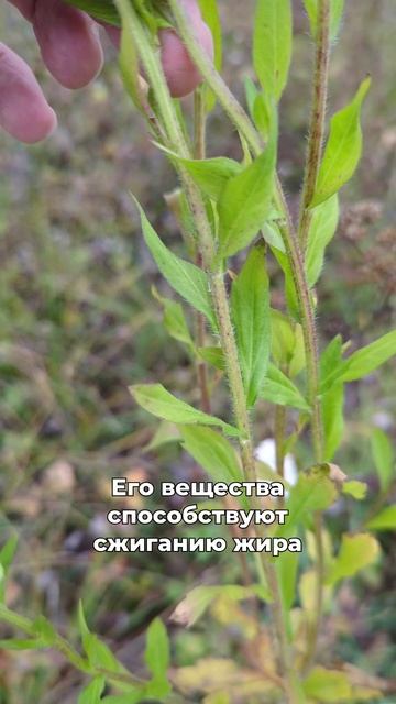 защитит мозг, сожжет жир смотреть онлайн