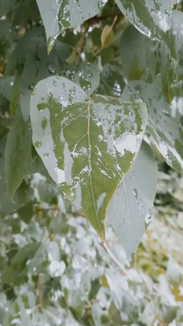 Листья мокрые от дождя 🍃