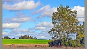 БЕРЁЗА Алексей Толстой .