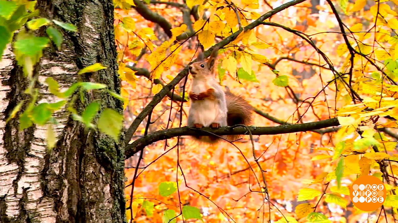 Все, что вы хотели знать про осень. Доброе утро. Суббота. Фрагмент выпуска от 01.11.2025