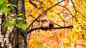 Все, что вы хотели знать про осень. Доброе утро. Суббота. Фрагмент выпуска от 01.11.2025