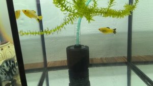 нерест сапфировых попугаев