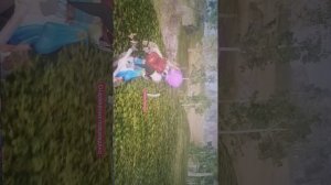 играем наконецта в палворд