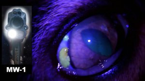 Аутофлюоресценция жировых отложений в зоне лимба у кошки