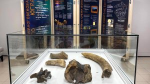 В Лангепасе впервые открылась передвижная выставка «Многовековая Югра. Начало»