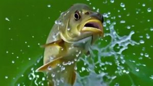 И кто тут рыбачит