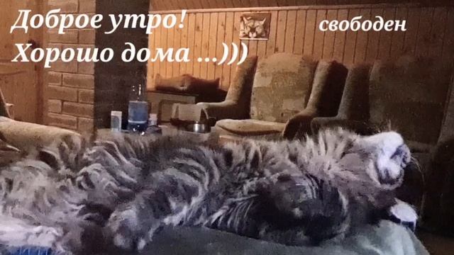 Мейн кун Антей Maritaicor. Свободен