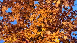 Осенний досуг в МАОУ «Школа №33» дошкольное отделение «Карусель»