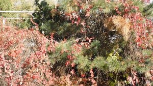 30=10=2025  СОЛНЕЧНЫЙ ОСТРОВ. КРАСНОДАР  (6)