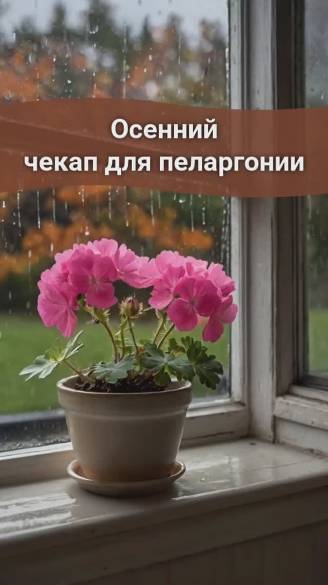 Осенний чекап для пеларгонии #пеларгонии #пеларгонии