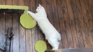 Боби-Кун Херувим Чаритон Кун