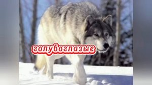 Интересные факты о волках.