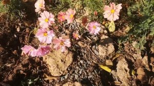 Цветение дворика 1 ноября 2025