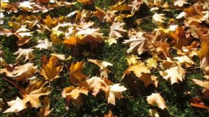 1 ноября - открываются Небесные врата. Узнайте свой знак судьбы.