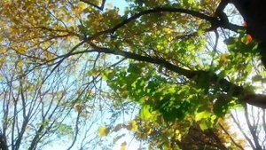 Осенний танец природы. Приятная музыка на пианино.