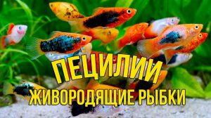 ЖИВОРОДЯЩИЕ Аквариумные Рыбки ПЕЦИЛИИ для Новичка: всё Главное за 5 минут!