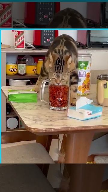 Это моя еда, а не ваша