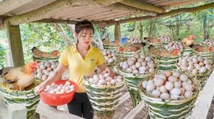 Weaving Baskets to Incubate Chicken Eggs at the Farm to Sell at the Country Market.