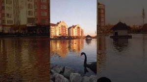 Озеро с лебедями и утками🍁