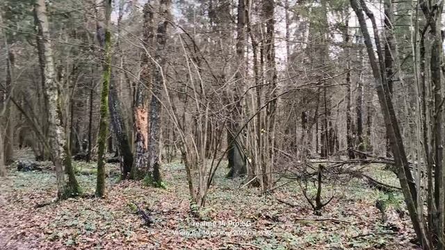 Прогулка в лесопарке 🌲🌳🍂🌲🌳 30.10.2025 смотреть онлайн