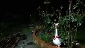 (1156) Лиса приходит в гости. Октябрь 2025