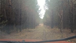 Лесная дорога