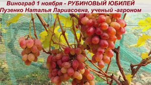 👍Виноград,  сохранившийся на кустах до 1 ноября  РУБИНОВЫЙ ЮБИЛЕЙ, сохранился на кустах 2 месяца