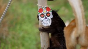 Animals Get Spooky Halloween Treats at Whipsnade Zoo!