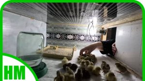 Новая заботушка появилась у меня на зиму. Перепёлки вылупились. Очень хочется яйцо.