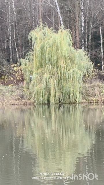 Ива склонилась над прудом 🌿 30.10.2025 смотреть онлайн