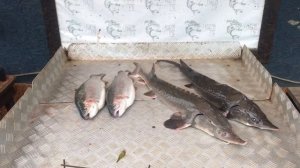 улов на малом водоёме