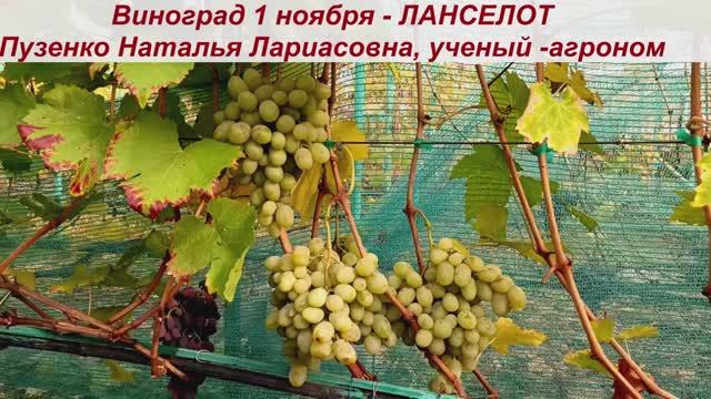 Виноград сохранившийся на кустах после созревания почти 2,5 месяца -до 1 ноября - Ланселот. смотреть онлайн