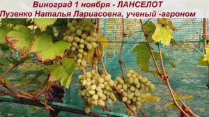 Виноград сохранившийся на кустах после созревания почти 2,5 месяца -до 1 ноября - Ланселот.