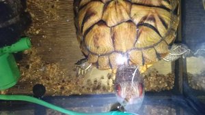 Красноухие черепахи 🐢 утро 01-11-2025