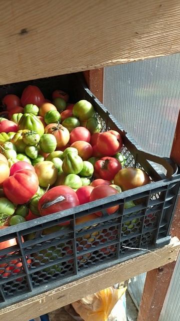 Свежие томаты в конце октября