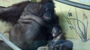 Малышке орангутанов Бату и Мишель исполнилось 3 месяца.