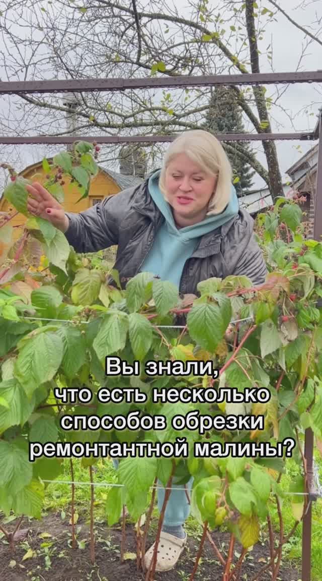 ОБРЕЗКА РЕМОНТАНТНОЙ МАЛИНЫ осенью #малина