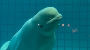 Белая белуга. 2025г..