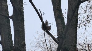 белка во дворе