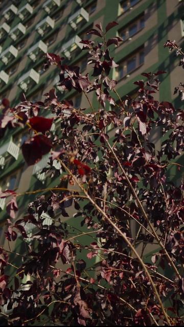 Дом на Большой Спасской в Тюмени смотреть онлайн