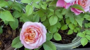 Розы Мияби, Романтик Антик, Лондон Ай