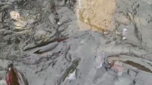 Запуск форели