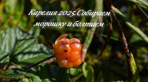 Карелия 2025! Собираем морошку на болоте и рассказ о нескольких днях.