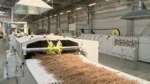 Смоленщина занимает 1 место по производству льноволокна среди регионов ЦФО