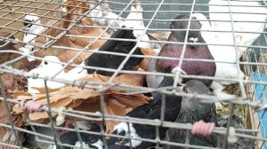 24.10.2025г Начало Ярмарки на Садоводе.